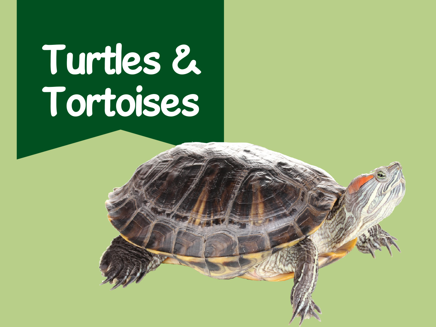 TBBC Tortoise & Hare store Night Night (6-12m)